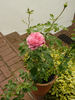 Bésame mucho rose photo