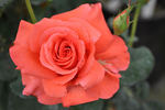 Lady Rose rose photo