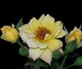 Laura Ford ® rose photo