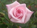 Leslie rose photo