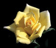 Little Linda rose photo