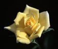 Little Tommy Tucker ™ rose photo