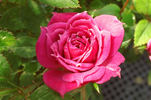 Live Wire ™ rose photo