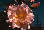 Lucetta rose photo