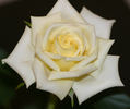 Luis Desamero rose photo