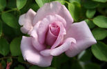 Madame Violet rose photo