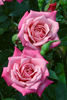 Magenta Mystique™ rose photo