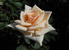 Marie Jeannette rose photo