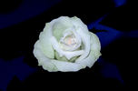 Memphis Queen rose photo