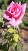 Princess Margaret of England, Cl. rose photo