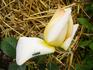 Altesse ® rose photo