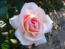 Altesse ® rose photo