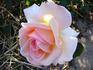 Altesse ® rose photo