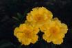 Connie rose photo