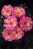 Our Pearl rose photo