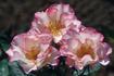 Photogenic rose photo
