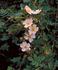 <i>Rosa iliensis</i> Chrshan. rose photo