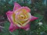 Akebono rose photo