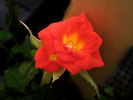 Mighty Moe rose photo