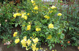 Morning Has Broken rose photo