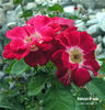 Biddulph Grange rose photo