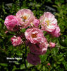 Böhmova Popelka rose photo