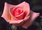 Mother's Love rose photo