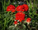 Anne Cocker ® rose photo