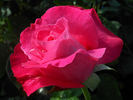 Nightingale rose photo