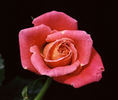 Old Country Charm rose photo