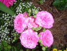 Rosenprinzessin rose photo