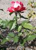 Ashgrove Jubilee rose photo
