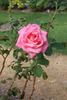 Betty Neuss rose photo