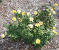 Golden Bettina rose photo