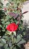 Carol Joy rose photo