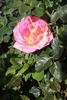 Great Venture rose photo