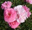 In the Pink rose photo