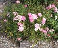 In the Pink rose photo