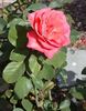 Janette Murray rose photo