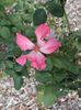 Jenny Brown rose photo