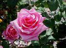 Lady Vera rose photo