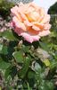 Dawson's Delight rose photo