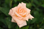 Peach Delight ™ rose photo