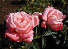 Peaches 'n' Cream rose photo