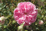 Petal Pushers ™ rose photo