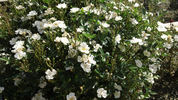 Popcorn rose photo