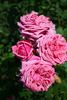 Curly Pink rose photo