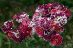 Belle d'Espinouse rose photo