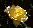 Laura Ford ® rose photo
