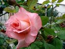 Prestige de Lyon rose photo